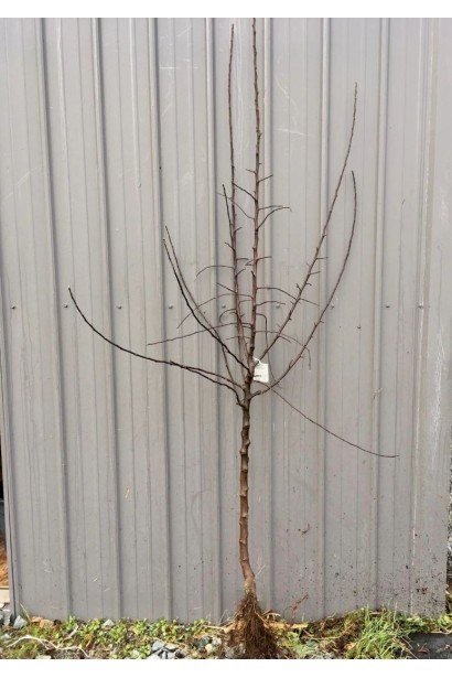 Саджанець абрикоса Вондер Кот з голим коренем